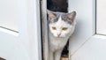 A white spotted young cat peeks from behind the door Royalty Free Stock Photo