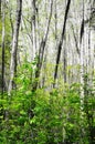 White spring birch trees in the forest.