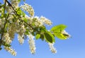 White spring bird-cherry tree blossoms. Royalty Free Stock Photo