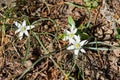 White spring bloom of Ornithogalum umbellatum star of Bethlehem, grass lily, nap at noon, eleven o clock lady Royalty Free Stock Photo