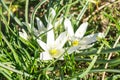 White spring bloom of Ornithogalum umbellatum star of Bethlehem, grass lily, nap at noon, eleven o clock lady Royalty Free Stock Photo