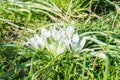 White spring bloom of Ornithogalum umbellatum star of Bethlehem, grass lily, nap at noon, eleven o clock lady Royalty Free Stock Photo