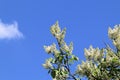 White spring blooming lilac stretching towards the sun and blue spring sky