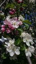 White spring blooming tree flowers and pink buds
