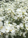 Flowers , just white small flowers