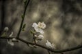 White Spring Blossom