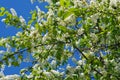 White spring blossom flowers of forest Bird Berry tree background