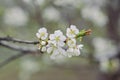 White spring blossom of fruit trees in sunlight