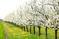 White spring blossom plum tree orchard and green meadow Royalty Free Stock Photo