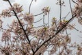 White spring blossoms blooming on tree branches Royalty Free Stock Photo