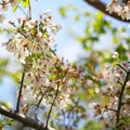 White Spring Blossoms of Cherry. Flowers Outdoor Royalty Free Stock Photo