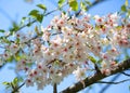 White Spring Blossoms of Cherry Royalty Free Stock Photo