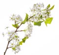 White Spring Blossoms of Cherry isolated Royalty Free Stock Photo