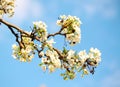 White Spring Blossoms Royalty Free Stock Photo