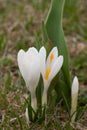 White spring crocus Royalty Free Stock Photo