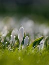 White spring crocus covered with water drops Royalty Free Stock Photo