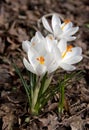 White spring crocus flower Royalty Free Stock Photo
