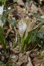 White spring crocus Royalty Free Stock Photo
