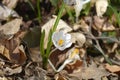 White spring crocus Royalty Free Stock Photo