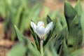 White Spring crocus flower between the leaves of the tulips Royalty Free Stock Photo