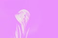 White spring crocus flower in a pink violet background. Copy space Royalty Free Stock Photo