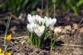 White Spring crocus flowers in the garden Royalty Free Stock Photo