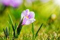 White spring Crocus Royalty Free Stock Photo