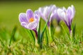 White spring Crocus Royalty Free Stock Photo