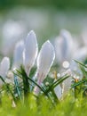 White spring crocus with water drops Royalty Free Stock Photo
