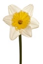 White Spring Daffodil Flower Royalty Free Stock Photo