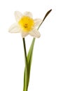 White Spring Daffodil Flower Royalty Free Stock Photo