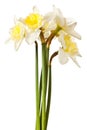 White Spring Daffodil Flower Bunch Royalty Free Stock Photo