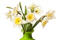 White Spring Daffodil Flower Bunch Royalty Free Stock Photo