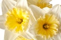 White Spring Daffodil Flower Bunch Royalty Free Stock Photo