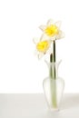 White Spring Daffodil Flower Bunch Royalty Free Stock Photo