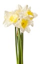 White Spring Daffodil Flower Bunch Royalty Free Stock Photo