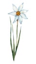 White spring daffodil. Watercolor illustration, postcard.