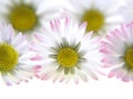 White spring daisies