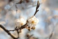 white spring flower blooming on a tree close up of branch illuminated by the morning sun springtime april