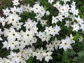 White Spring Flower Blossoms During Spring