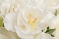 White spring flower close up view, for wedding background Royalty Free Stock Photo