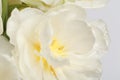 White spring flower close up view, for wedding background Royalty Free Stock Photo