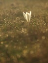 White spring flower with green leaves and stem and sun reflections in the meadow. Blooming crocus in a home garden.