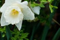 A white spring flower with rain drops dripping Royalty Free Stock Photo