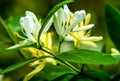 Honeysuckle flower taken at Hills Creek State Park