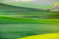 White spring flowering trees on a background of a green hill Royalty Free Stock Photo