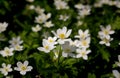 White spring flowers Anemone nemorosa in green grass.