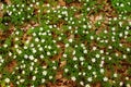 White spring flowers