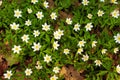 White spring flowers