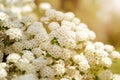 White spring flowers background with Spiraea cantoniensis. Blooming bush Royalty Free Stock Photo